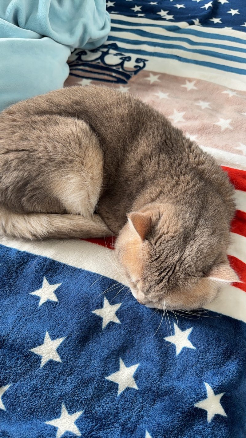 星条旗上的小憩